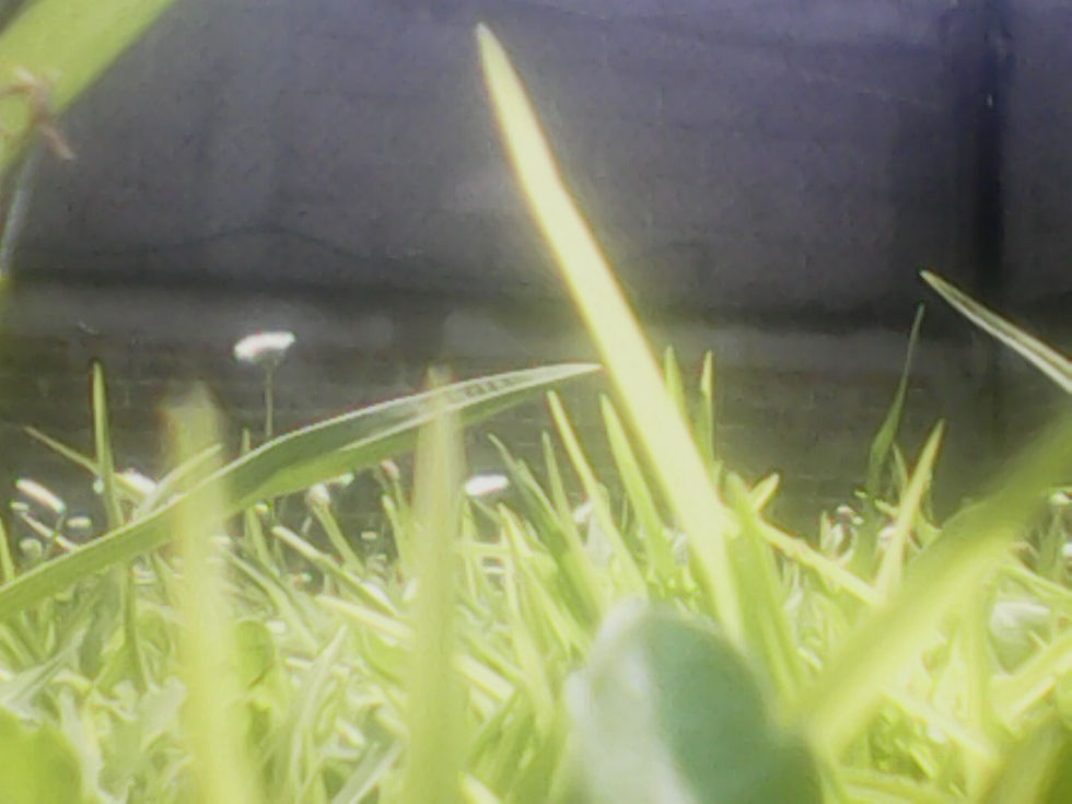 pasto foto
