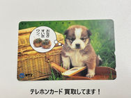買取大吉ドミー若松店にて買取した商品の紹介です。★テレカ（コーギー）★  ウェルシュ・コーギー・ペンブロークの子犬がかわいいテレホンカードをお買取りしました！使う機会のないテレカの買取は当店にお任せください。