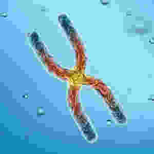 Telomeres