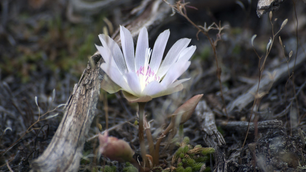 Writing Exercise: Straw