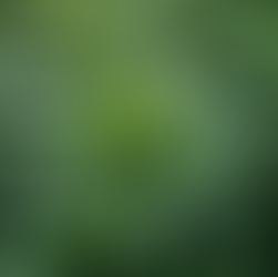 Cannabis Medicinal: Tratamentos Alternativos para Saúde Mental