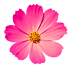 Fleur.png