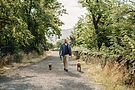 32_Walking_Dogs_Woodland_Wide.jpg