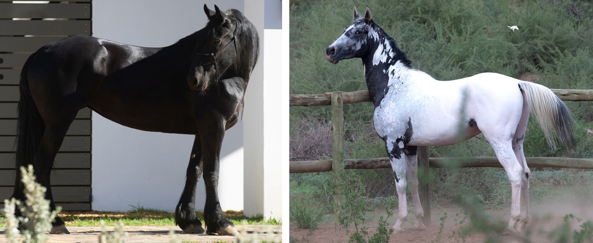 Expected Foals 2024 2025 Josephsdreamstud 373309 0267bb3f207f45ed97c09445f930477a~mv2