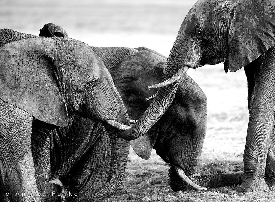 elephants at Busanga Plains, Zambia