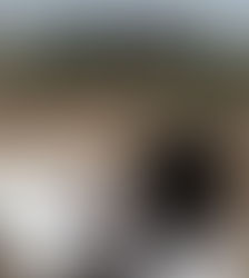 Meeting elephants for the first time!