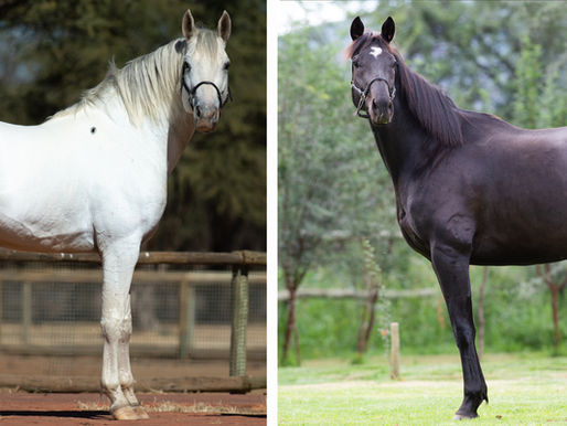 Expected Foals 2022/23
