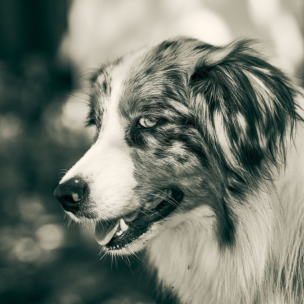 Koda
