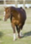 Sire: Dual Jazz