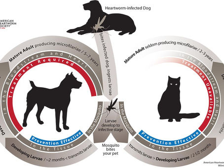 Heartworm Disease