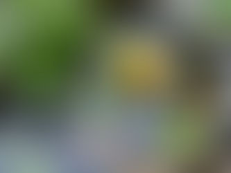 Dragonfly Ponds — Nature’s Answer to Mosquitoes