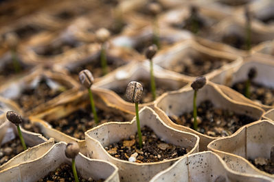 a seed out of the ground