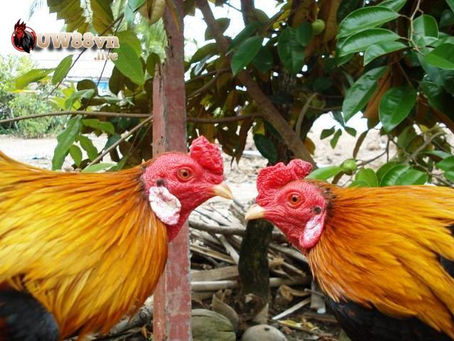 Mua gà tử mị ở đâu