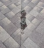 Scat on a roof