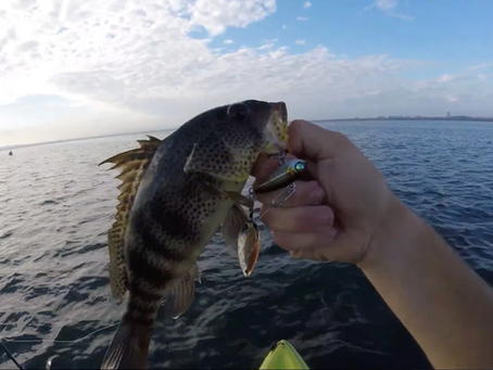 Top Lures for Kayak Fishing in Mission Bay