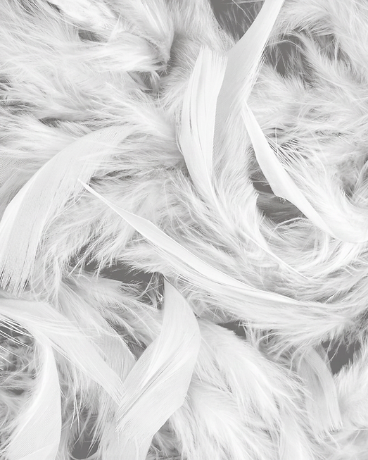 White Feather Texture