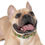 Thumbnail: Mushroom Forest Dog Collar - Waterproof and Hypoallergenic 