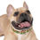 Thumbnail: Mushroom Forest Dog Collar - Waterproof and Hypoallergenic 