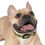 Thumbnail: Mushroom Forest Dog Collar - Waterproof and Hypoallergenic 