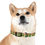 Thumbnail: Mushroom Forest Dog Collar - Waterproof and Hypoallergenic 