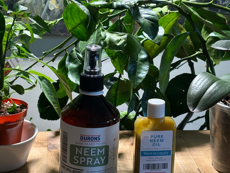 Of Neem Oil and Strelitzia