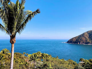Palm tree and ocean view toward a green headland on a sunny day