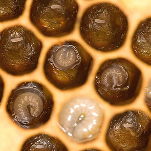 larvae-of-honey-bee.jpg