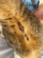 פרוגלוטידים בפי הטבעת של חתולה