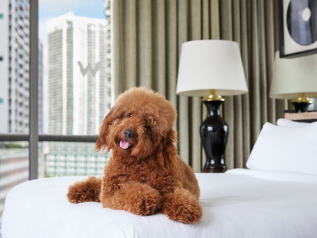 TULUM Rooftop Hosts Dog-Friendly 'Yappy Hour' for National Dog Day on August 26