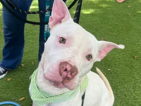 Subaru of Pembroke Pines to Host Dog Appreciation “Pawty” and Pet Adoption Event