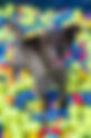 Chewy Bark Park to Host Tennis Ball Drop for Miami Dogs