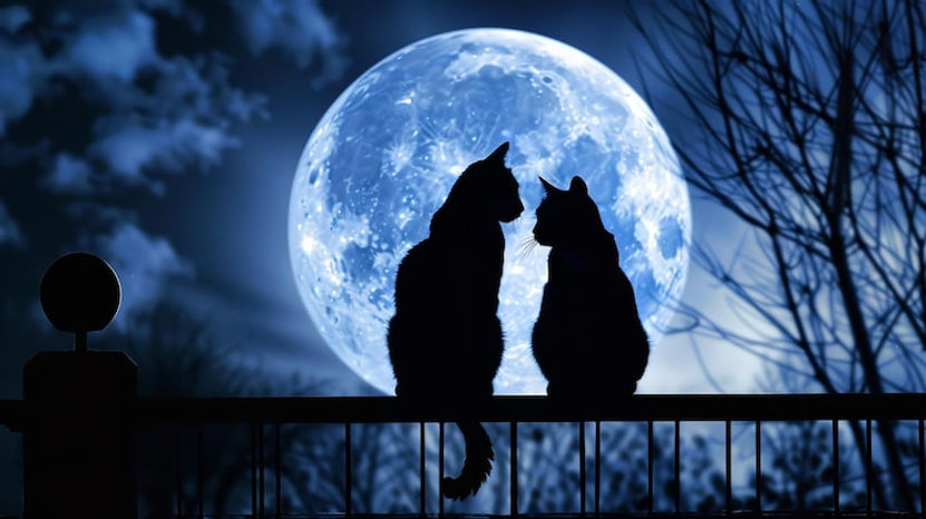 image-two-cats-resting-fence-silhouetted-against-full-moon-is-enigmatic-captivating-genera