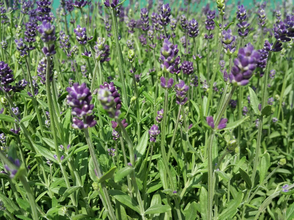 Thumbnail: BOMBE Palline Piantabili Lilla con semi di LAVANDA