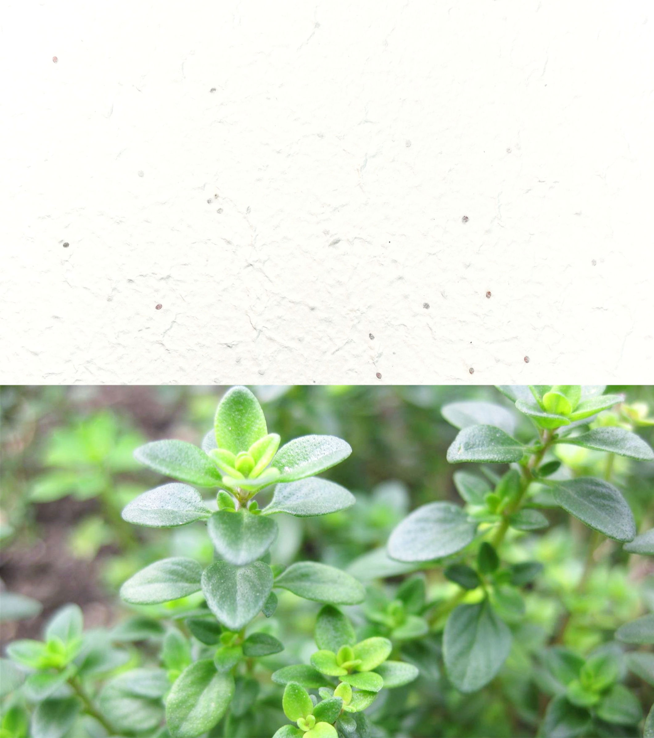 FOGLI Carta Piantabile Bianchi con TIMO