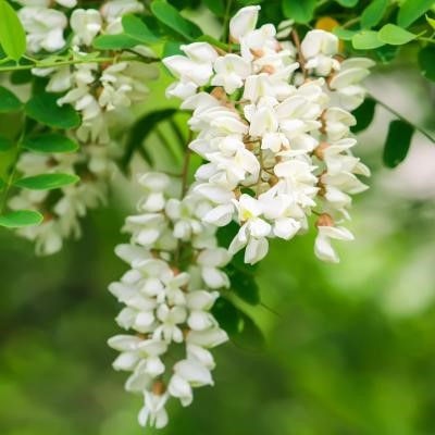 Miniatura: BOMBE Palline Piantabili di colori misti con semi di PIANTE DEL BOSCO