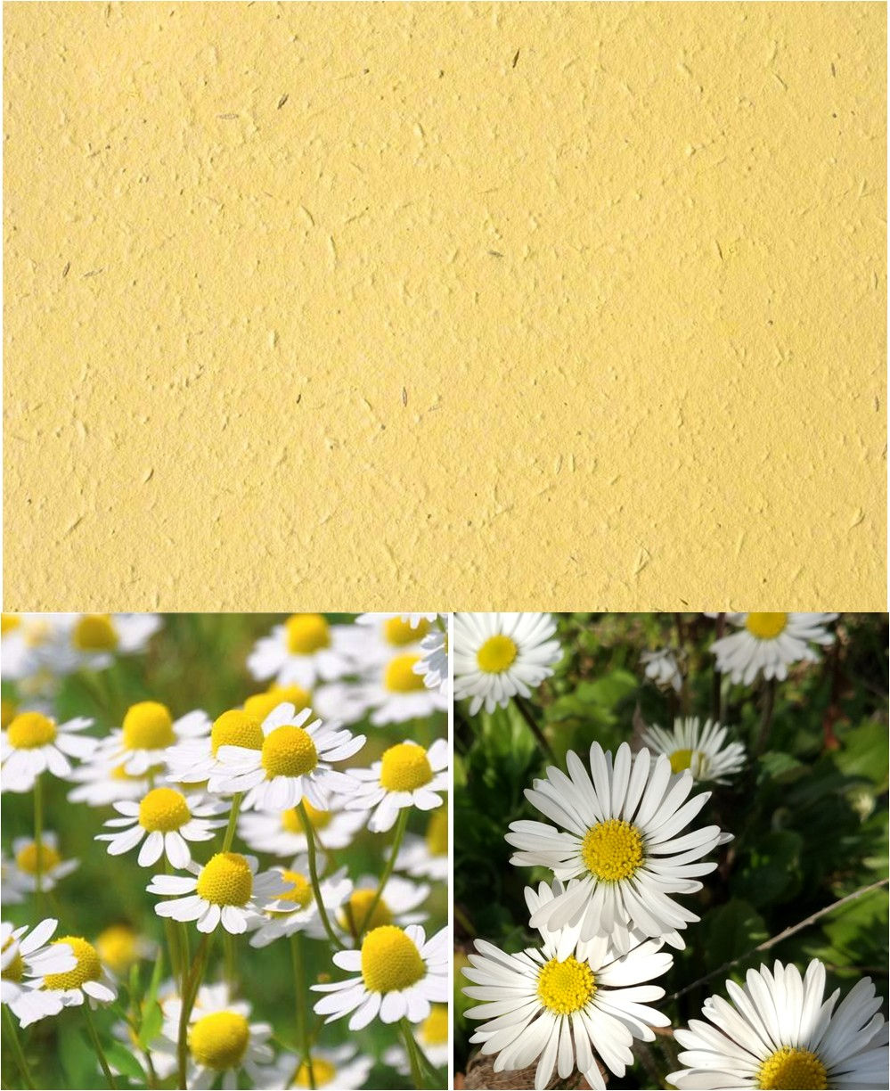 FOGLI Carta Piantabile Gialla con CAMOMILLA E MARGHERITA