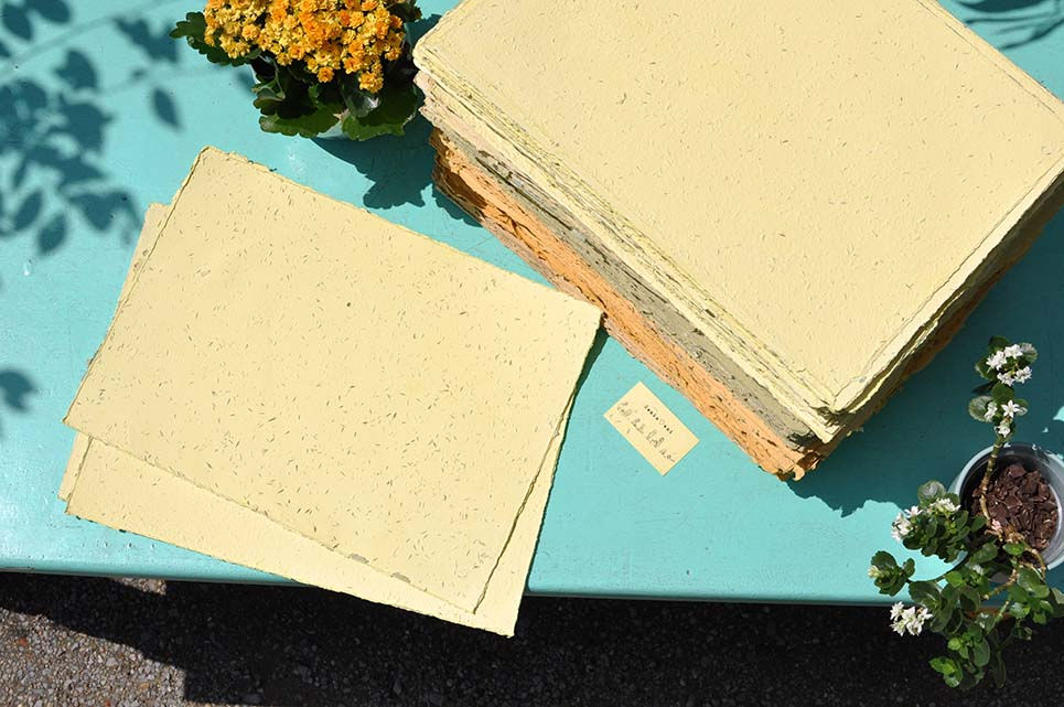 Miniatura: FOGLI Carta Piantabile Gialla con CAMOMILLA E MARGHERITA