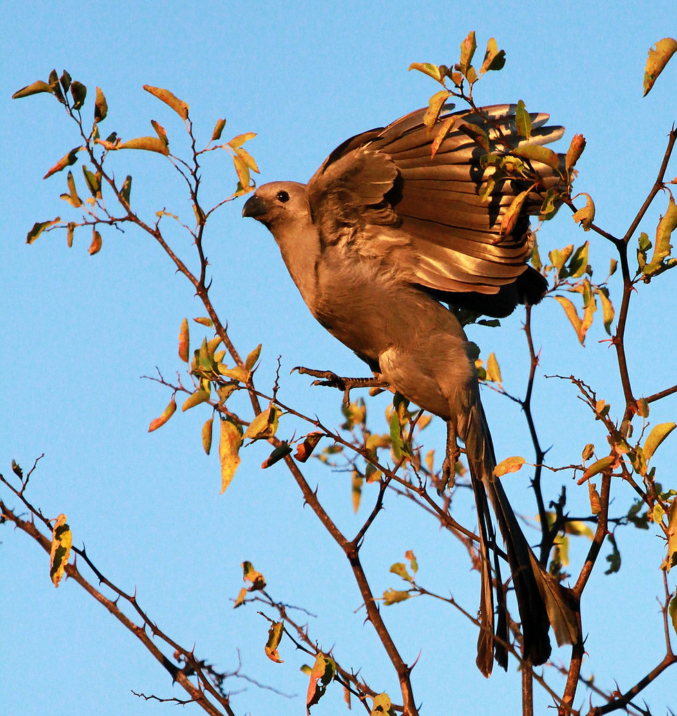 Kruger National Park