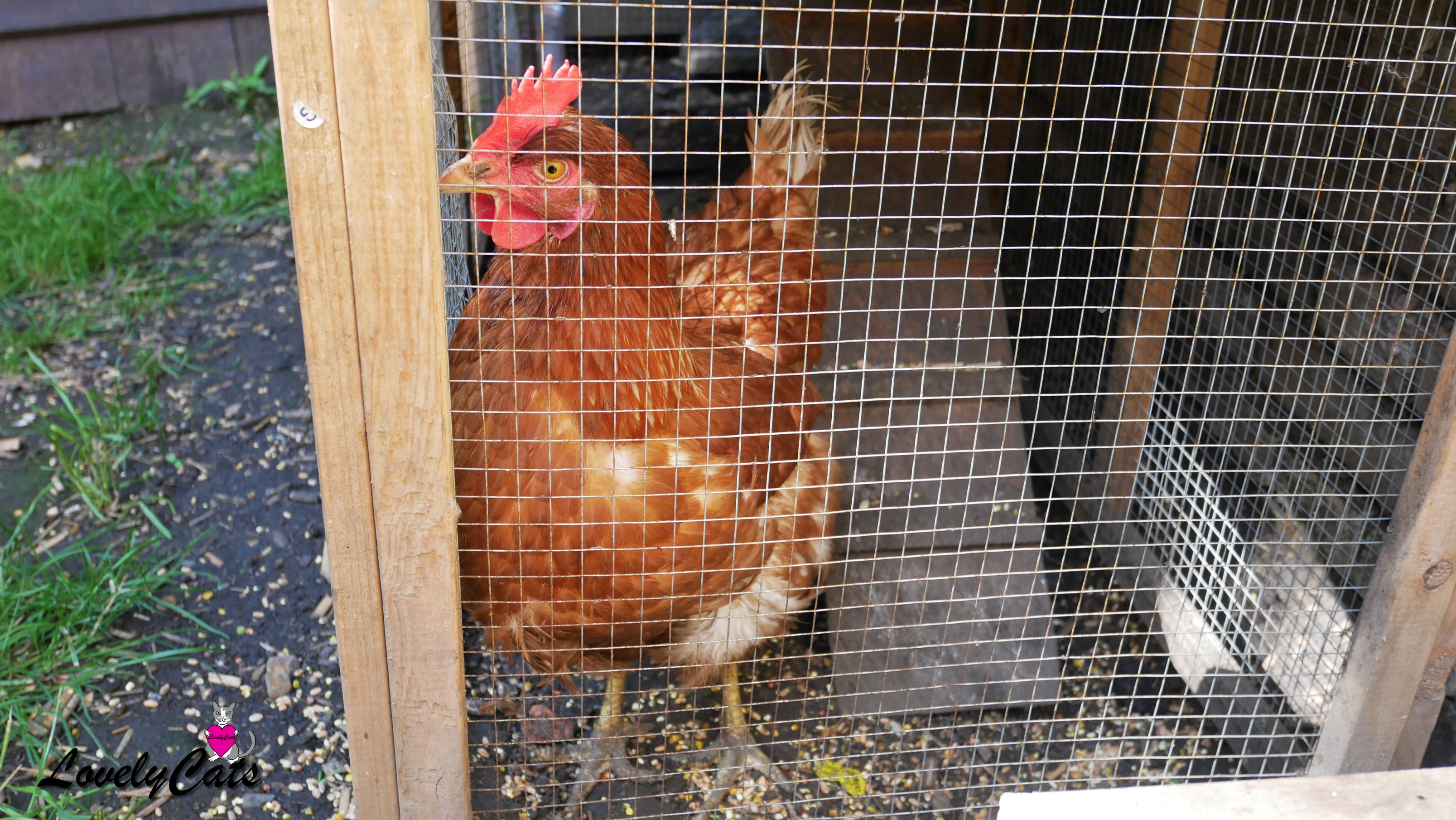 Poule