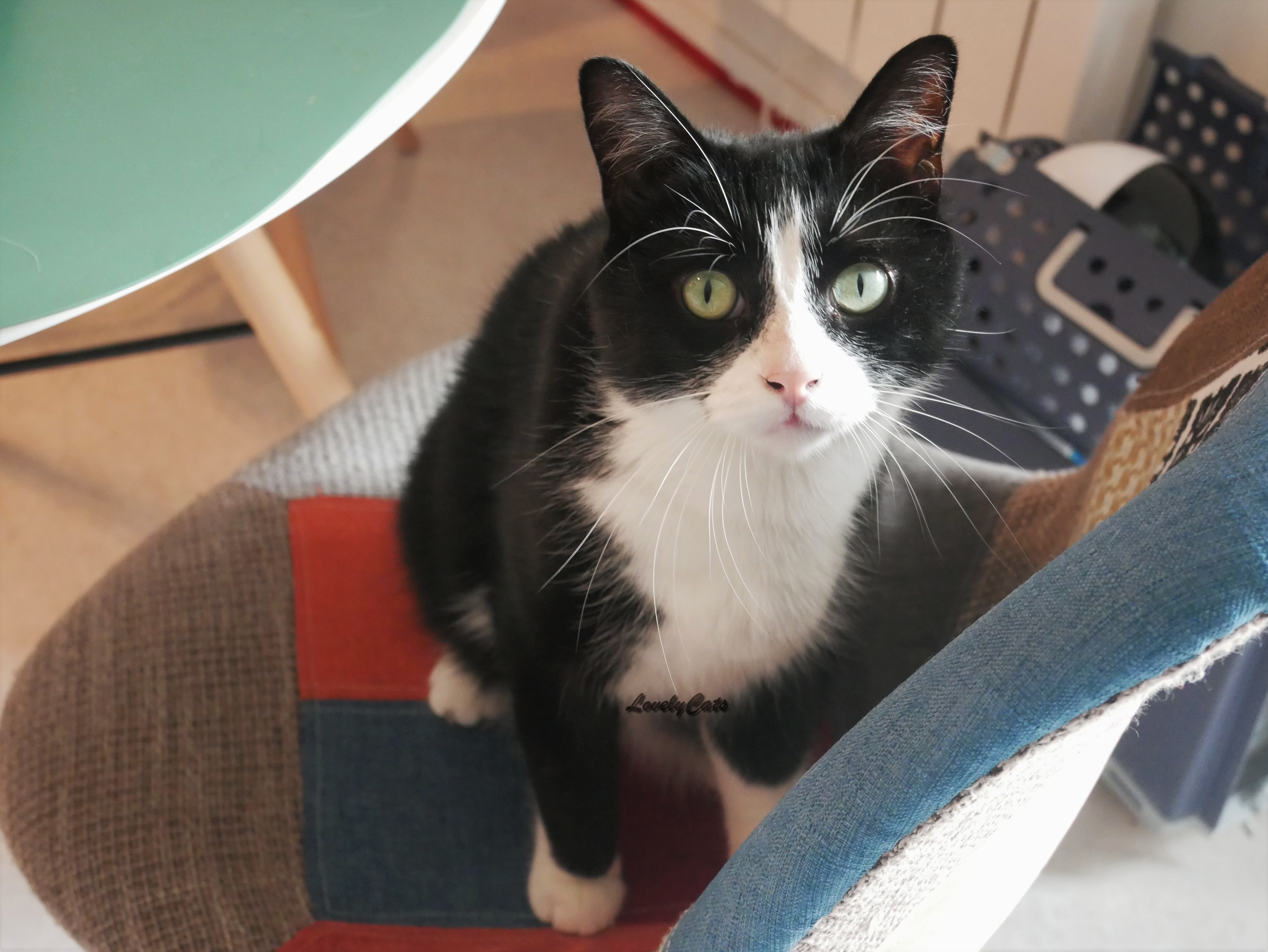 Sushi, 5 ans (déjà gardé en juin)
