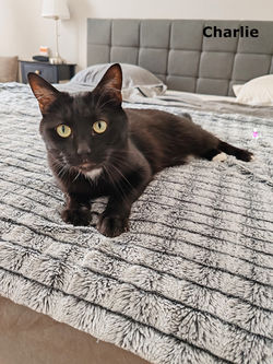 Charlie