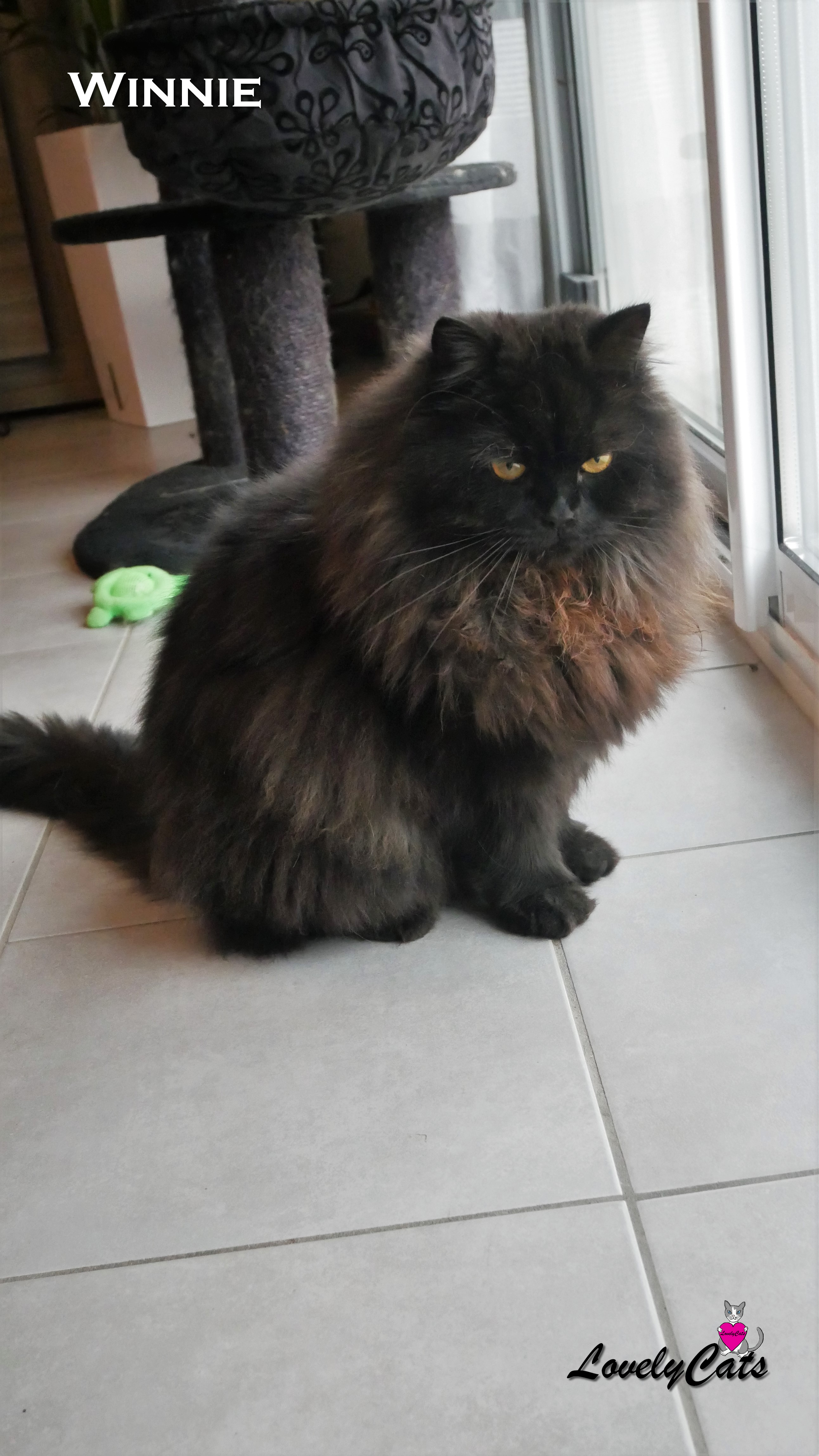 Winnie