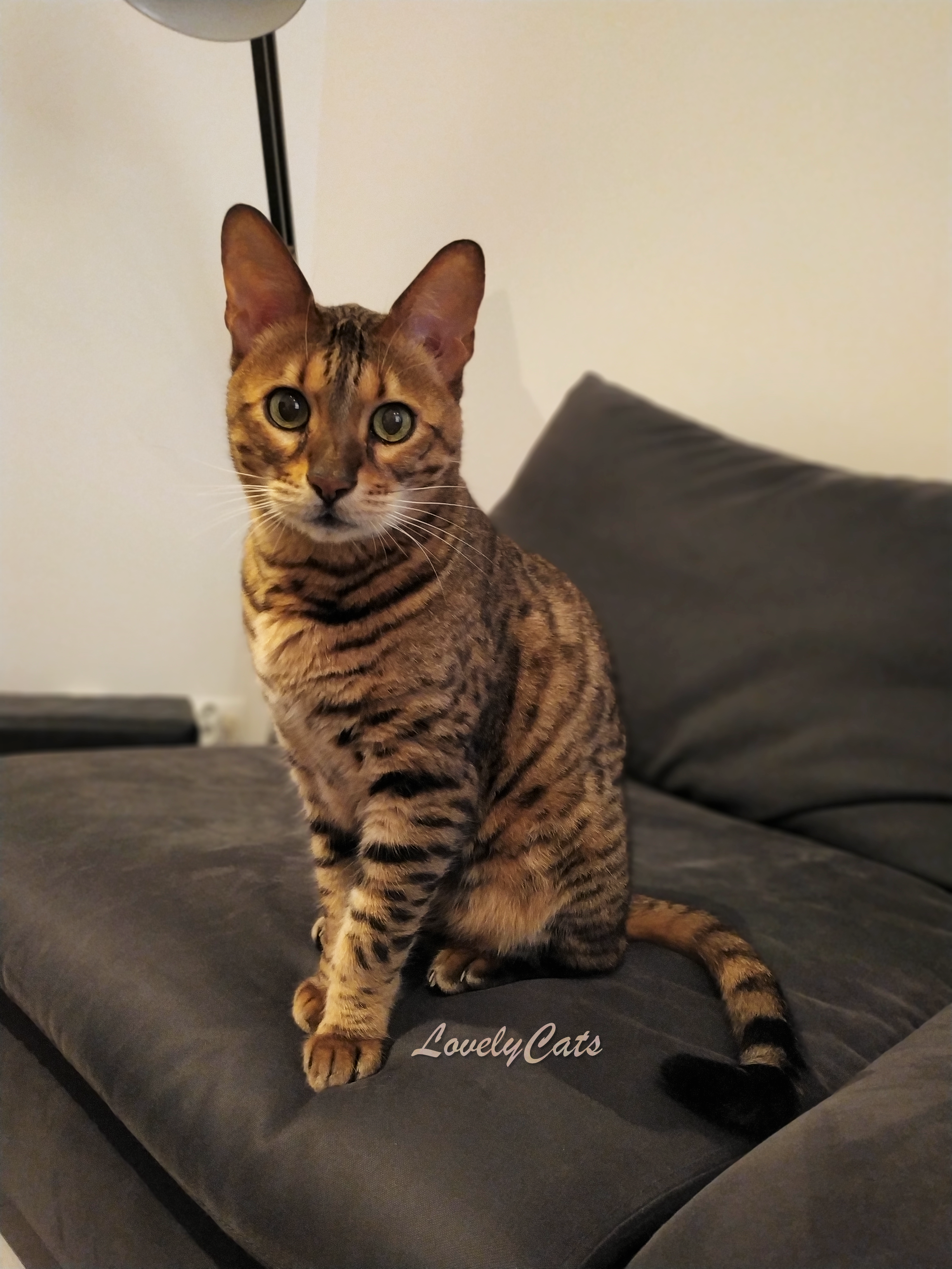 Harko, Bengal de 7 ans