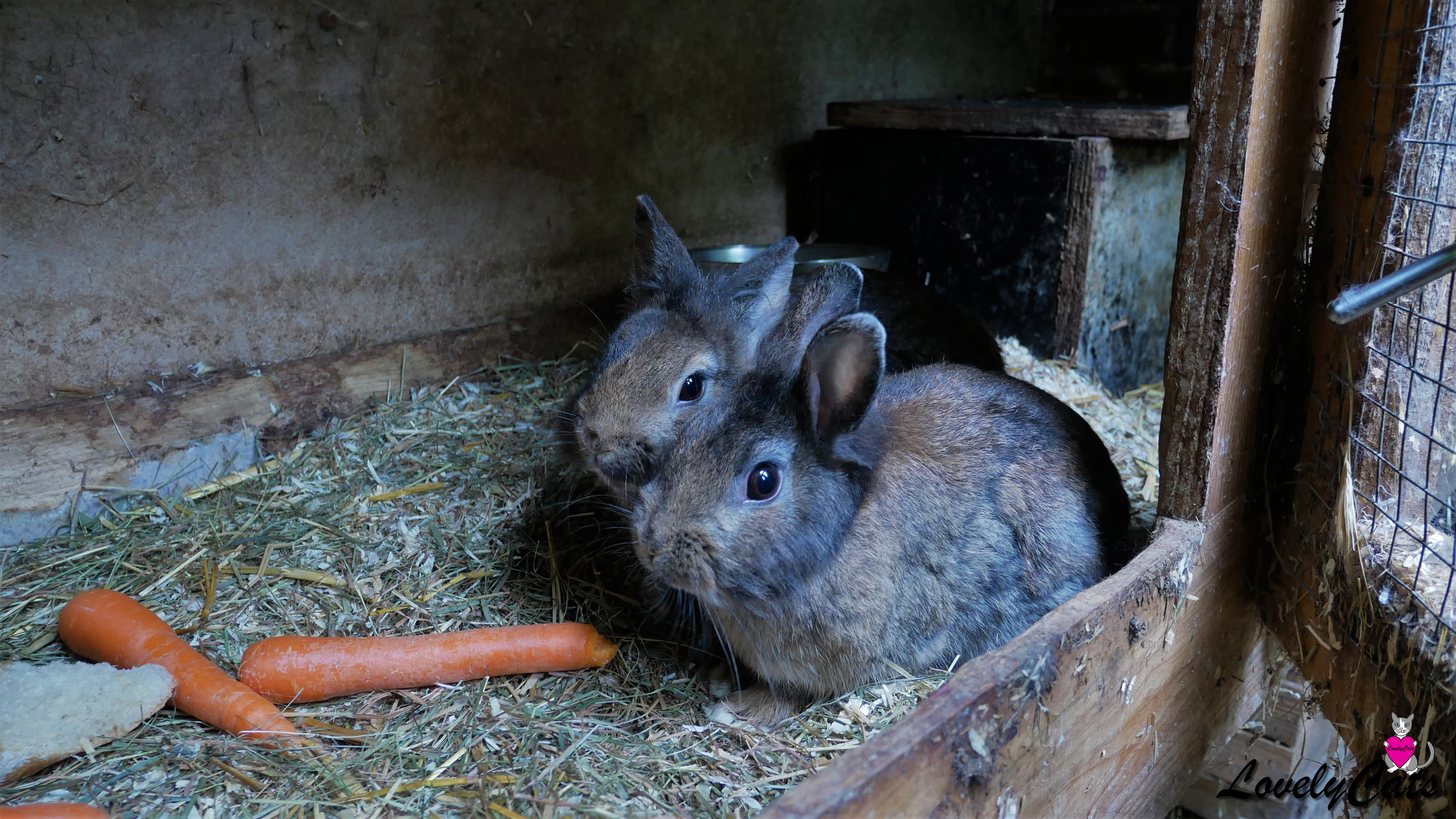 Lapins nains