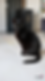 (063) Lily_sitefili.png