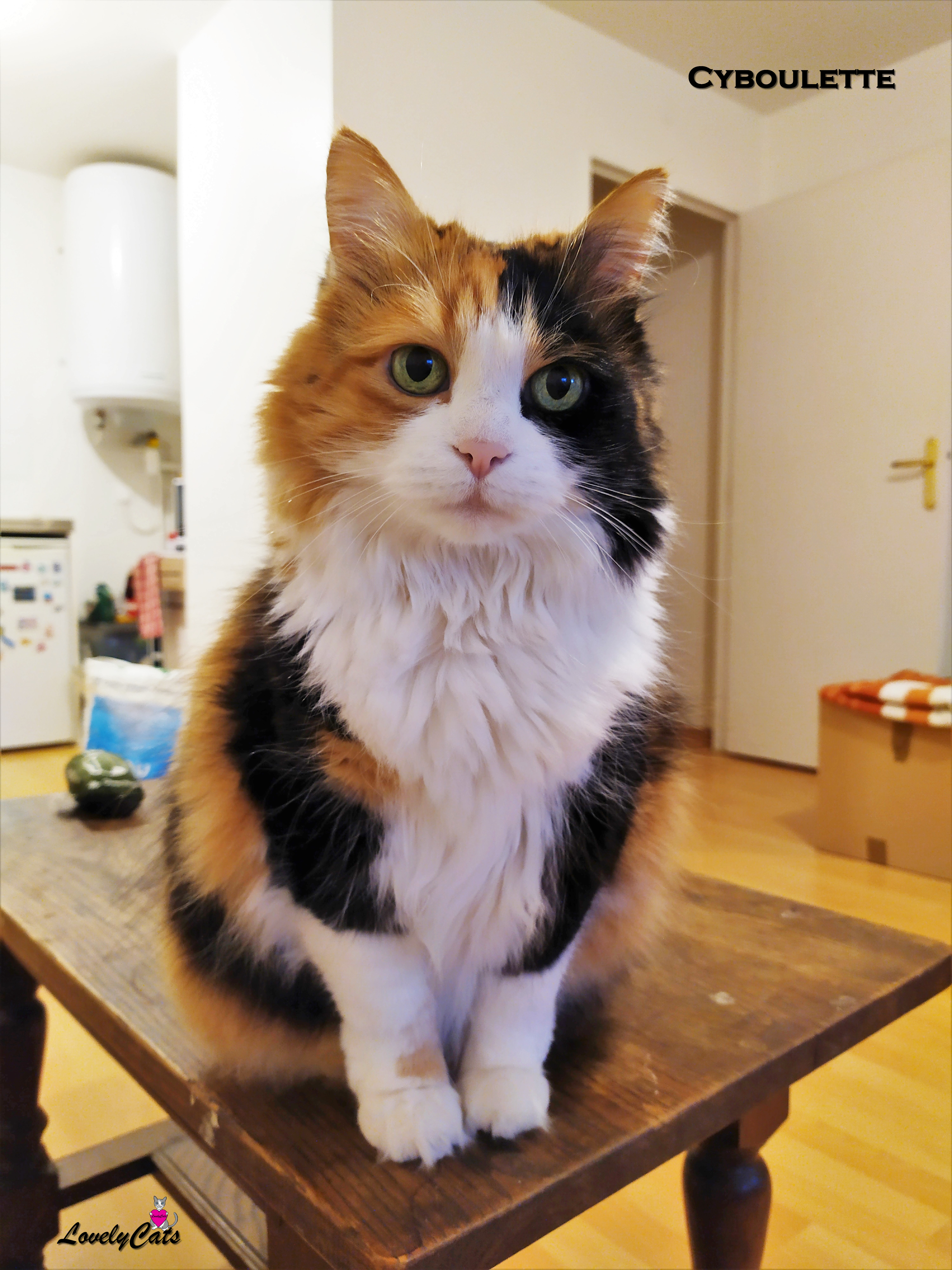 Cyboulette