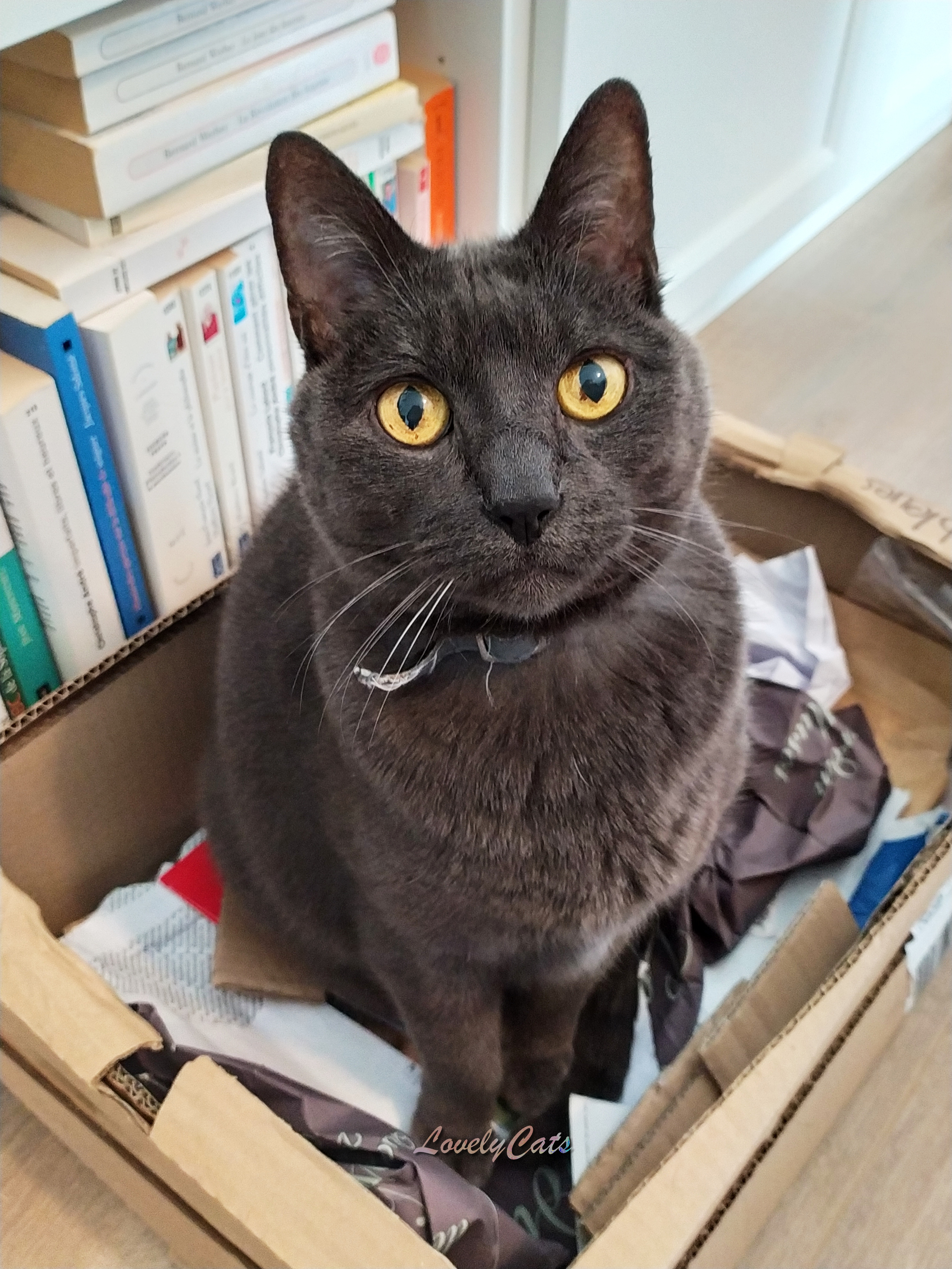 Lotus, 15 ans