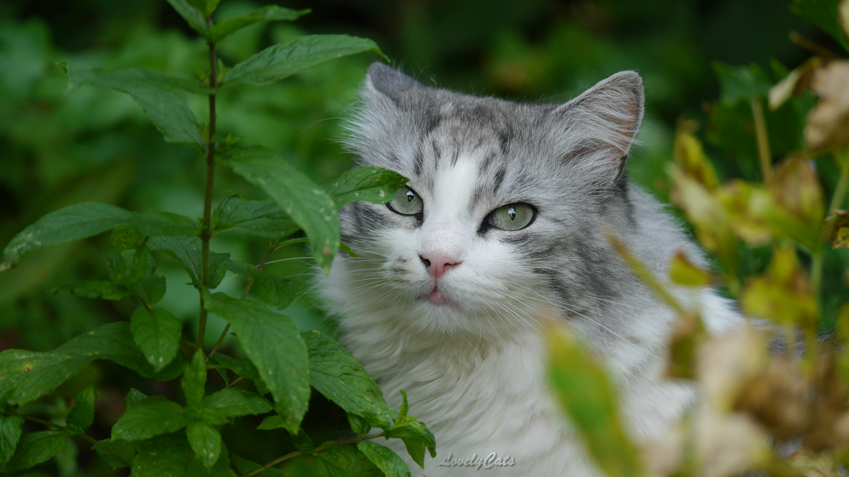 Esquimau, 7 ans