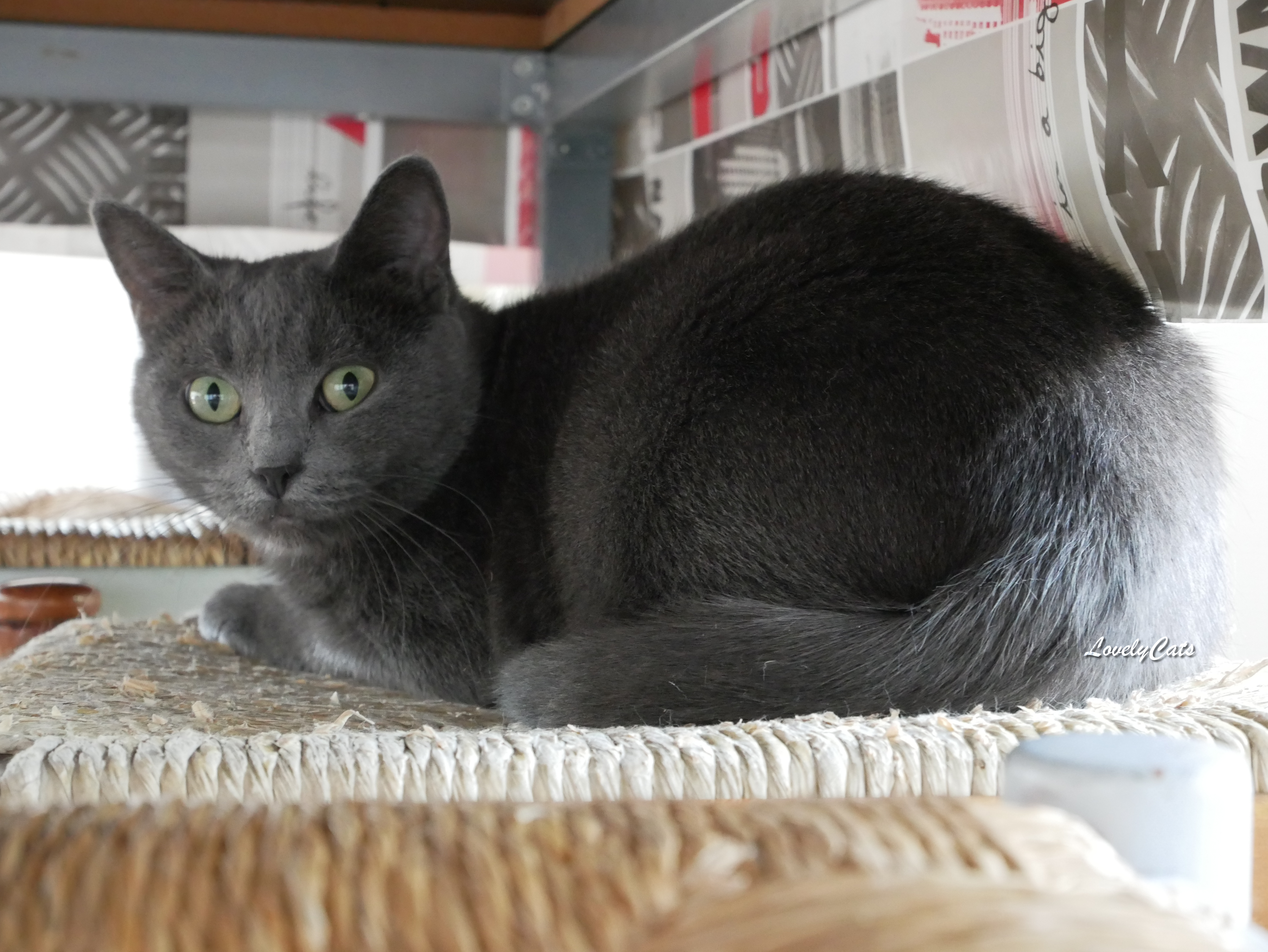 Pepper, 4 ans