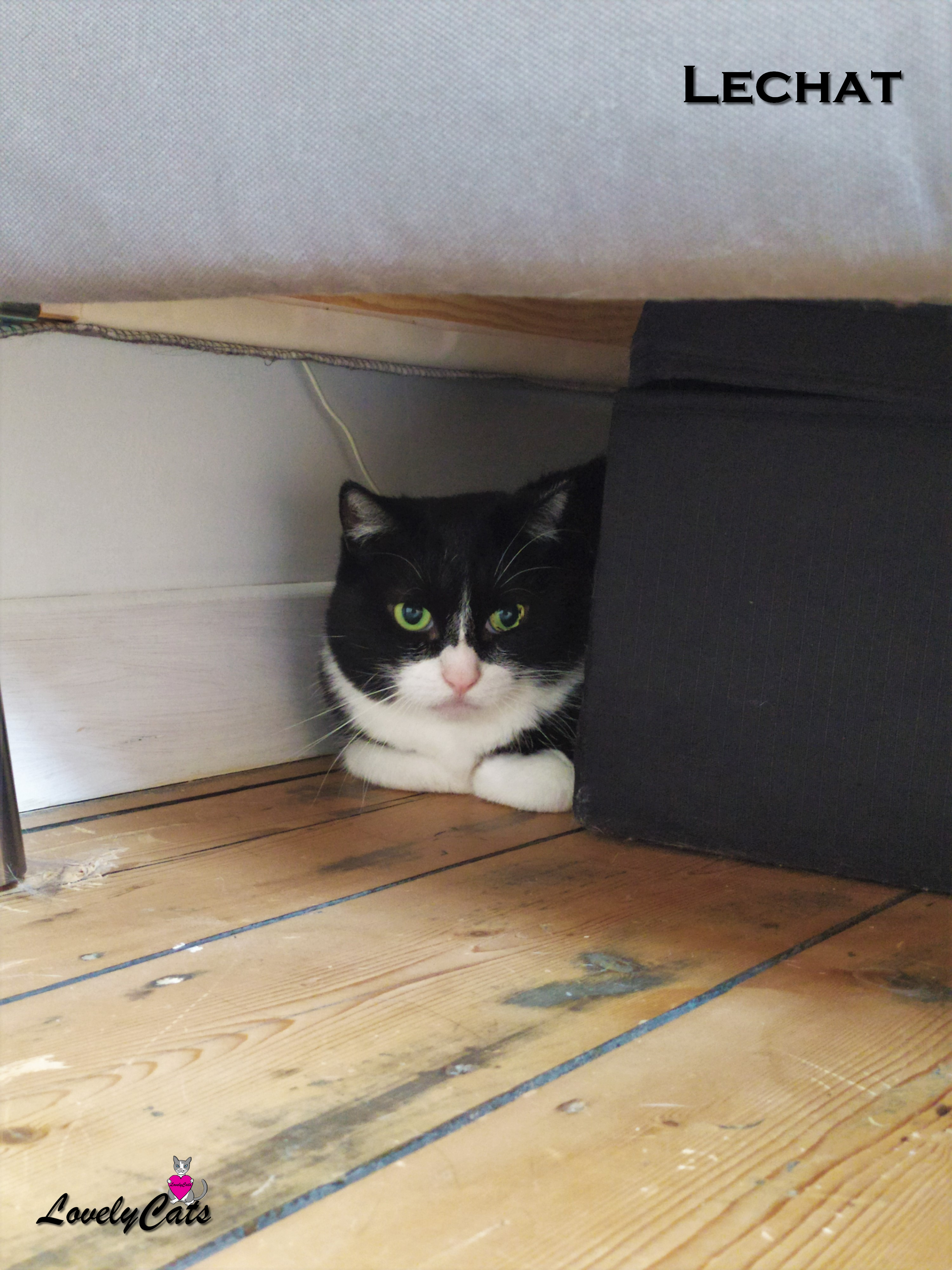 Lechat